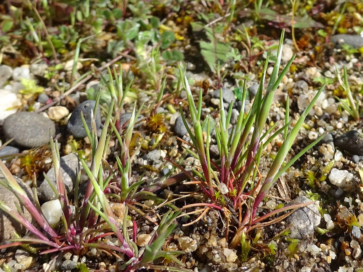 Mibora minima (Poaceae)